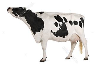 Holstein cow, 5 years old, standing