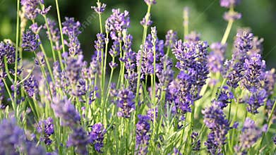 Lavender field at sunset, 4K