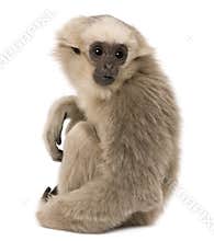 Young Pileated Gibbon, 4 months old, sitting