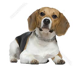 Beagle, 9 months old, lying