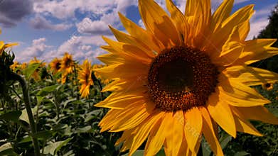 A field of blooming sunflowers on a sunny day.