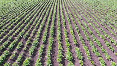 Drone flight over potato field. Genetically modification of agricultural plants concept