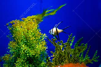 Aquarium colourfull fishes in dark deep blue water.