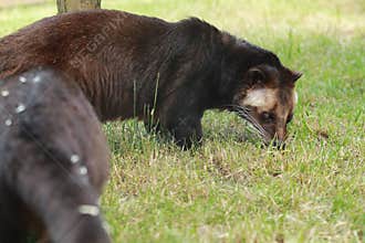 White-bearded masked palm civet