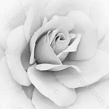 Iceberg Rose (Rosa)