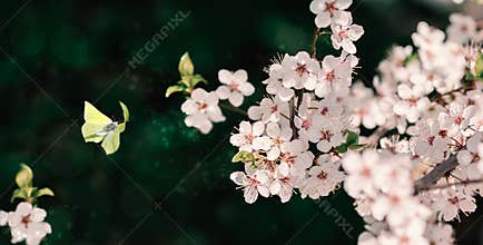 Beautiful blossoming cherry tree, flying butterfly on dark green background in sunlight, shallow depth. Vintage toned. Greeting
