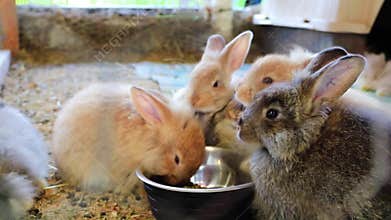 Five adorable fluffy bunny rabbits eating out of silver bowl at the county fair