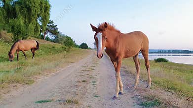 Funny baby foal looking curious and attentive to camera standing on a country road near pasture near the while hi mother mare is g