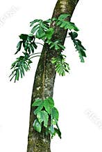 Jungle tree trunk with tropical foliage plants, climbing Monstera Monstera deliciosa and forest orchid green leaves growing in w