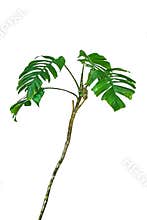 Jungle tree trunk with tropical foliage plants, climbing Monstera Monstera deliciosa and forest orchid green leaves growing in w