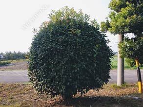 A Uniqueness Of  Short Tree