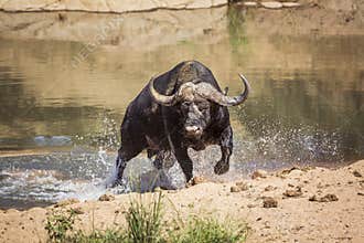 African buffalo in Kruger National park, South Africa