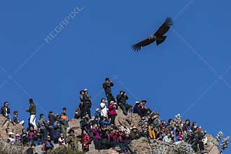 Clueless tourists ignore the condor that flies over them in the viewpoint of the Condor. Peru.
