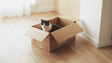 Funny fluffy cat with black and white wool sits in a box and looks around, charming cute pet plays in a room with light