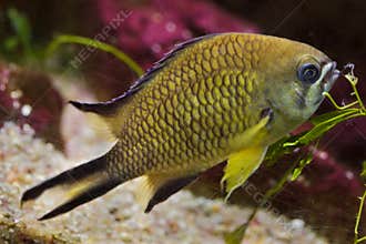 Azores chromis Chromis limbata