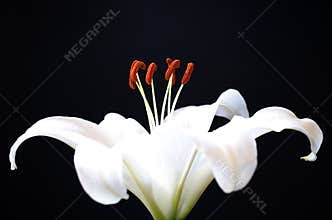 Lily flower