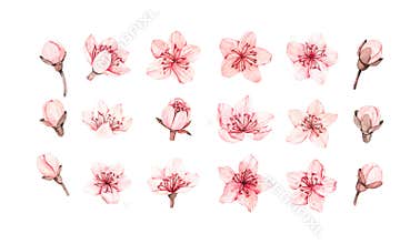 Spring watercolor illustration. Sakura bloom. Cherry. Botanical pink flowers. Floral blossom elements. Perfect for wedding