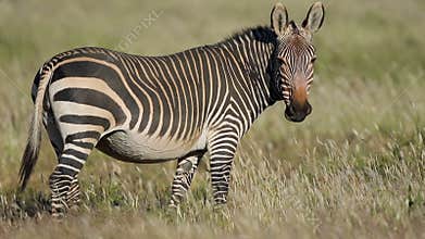 Grazing Cape mountain zebra - South Afriva