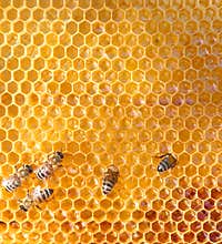 Honey cells and bees