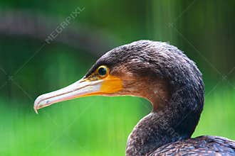 Cormorant Bird