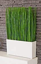 Grass in a pot as home decoration