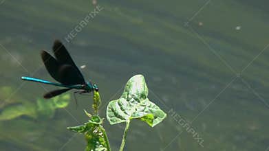 Flying dragonfly Beautiful Demoiselle /Calopteryx virgo/ over the stream of water close-up in slow motion