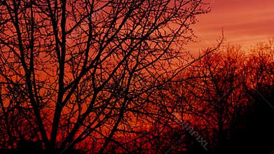 Sunset over tree branches timelapse video