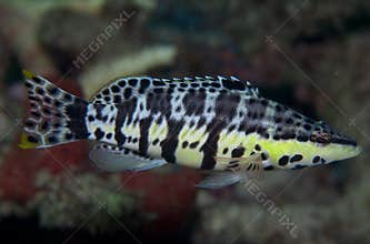 Harlequin Bass-Serranus tigrinus