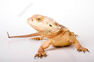 Bearded Dragon