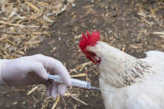 Close-up of a white chicken, gloved hand and a syringe.The concept of genetic engineering, clinical studies of drugs