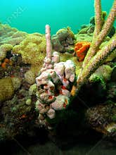 Coral Finger