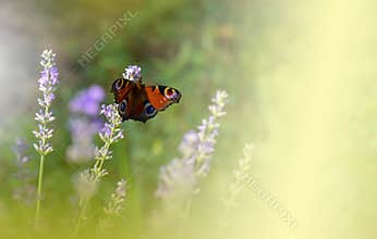 Beautiful Green Nature Background.Butterfly in Lavender Field.Colorful Macro Photography.Abstract Photo.Beauty in Nature.Flower.