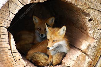 Hidden Twin Foxes