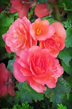 Begonia