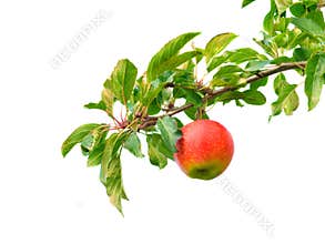Apple on branch