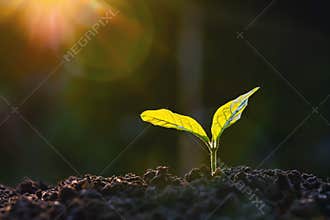 plant growth in farm with sunlight background. agriculture seeding growing step concept