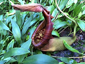Tropical Pitcher Plant â€˜Alataâ€™ Nepenthes alata, Geflugelte Kannenpflanze or Gefluegelte Kannenpflanze