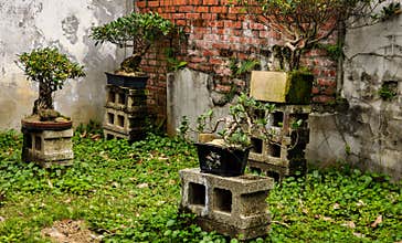 Beauty and decay: bonsai trees among decaying walls