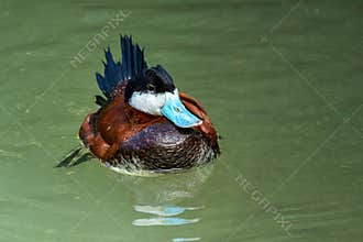 Ruddy Duck, Oxyura jamaicensis, swimming on water surface