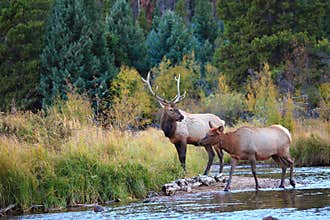 Elk Crossing