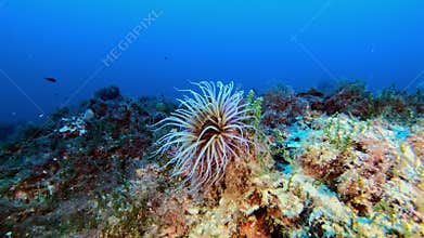 Mediterranean sea underwater anemone