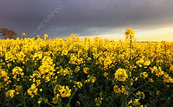 Field of rapeseed flowers with the setting sun landscape