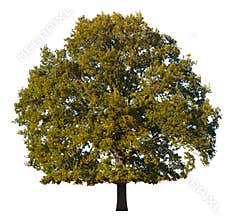 Oak Tree
