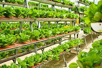 Organic vertical farming