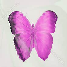 color tropical butterfly. abstract blur