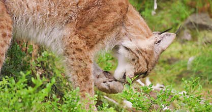 Lynx licking paw in wilderness area