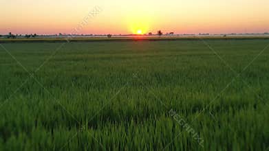 Beautiful sun rising sky over green agricultural field