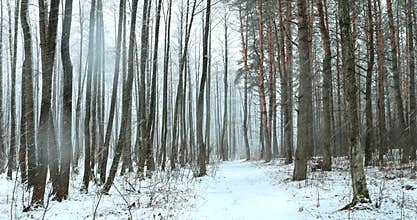 Walking Motion In Winter Snowy Forest Park During Snowfall Blizzard. Snowy Mixed Forest