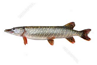 Pike