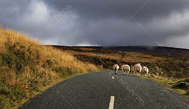 Wicklow National Park/ Wicklow Mountains/ Wicklow National Park in Ireland